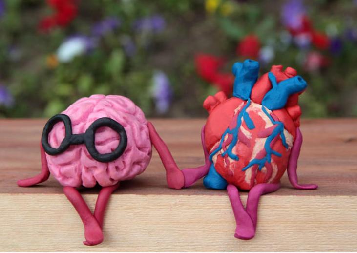 stretta correlazione tra cervello e cuore