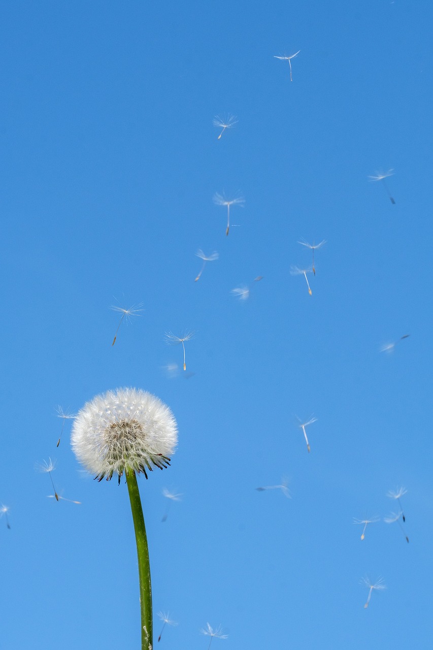 dandelion, spring, seeds-4189249.jpg