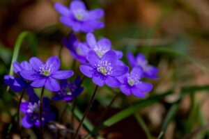 flower, liverflower, hepatica-3329845.jpg
